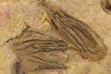 Ordovician Fossil Crinoid Plate - Marzane, Morocco #290446-1